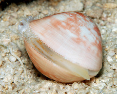 Lyrocardium lyratum