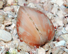 Lyrocardium lyratum