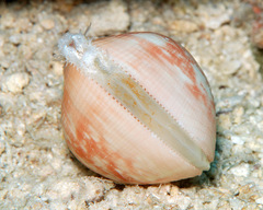 Lyrocardium lyratum