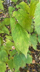 Celtis occidentalis