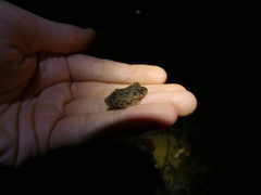 Oreobates quixensis