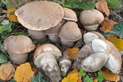 Leccinum duriusculum