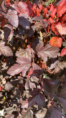 Physocarpus opulifolius