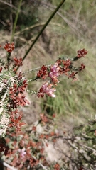 Erica terminalis
