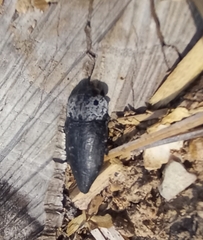 Capnodis tenebrionis