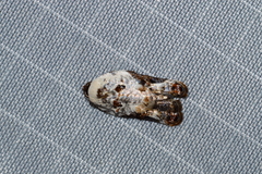 Acleris nivisellana