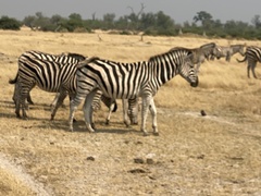 Equus quagga