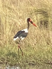 Ephippiorhynchus senegalensis