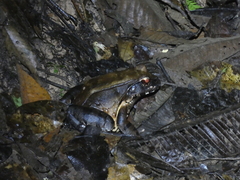 Leptodactylus pentadactylus