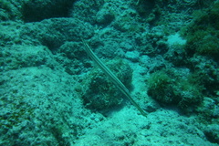 Aulostomus maculatus