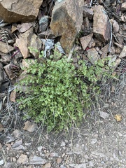 Cymopterus hallii
