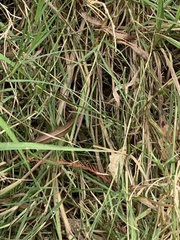 Psamatodes abydata