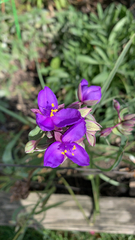 Tradescantia ohiensis