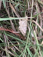 Psamatodes abydata
