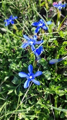 Gentiana