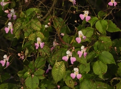 Impatiens balfourii