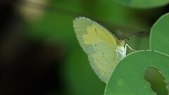 Eurema brigitta