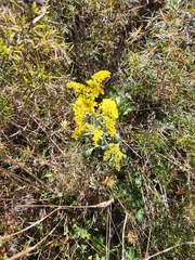 Solidago nemoralis