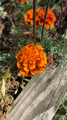 Tagetes erecta