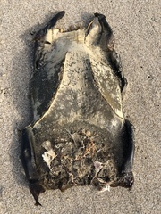 Beringraja binoculata