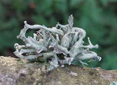 Ramalina fastigiata