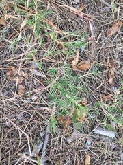 Cynodon dactylon dactylon