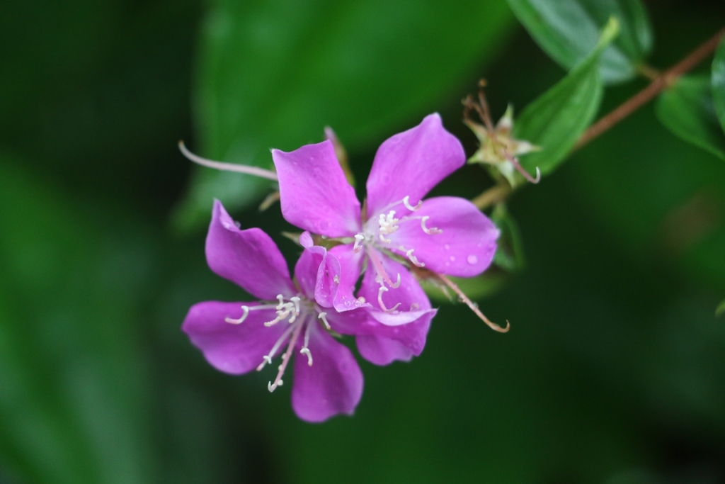 Tibouchina aspera