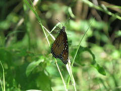 Danaus eresimus montezuma