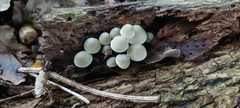 Mycena filopes