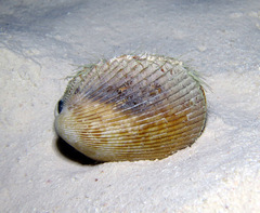 Vasticardium enode