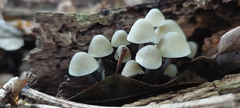Mycena filopes