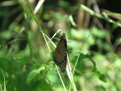 Danaus eresimus montezuma