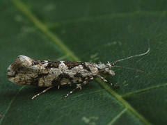 Ypsolopha sequella