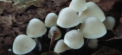 Mycena filopes