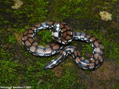 Cylindrophis maculatus