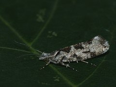 Ypsolopha sequella