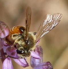 Andrena pellucens