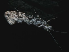 Ypsolopha sequella
