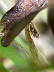 Psammotettix alienus