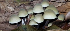 Mycena filopes