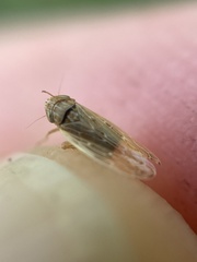 Psammotettix alienus