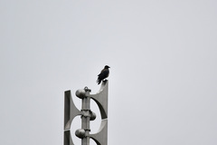 Corvus cornix × corone