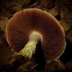 Agaricus auricolor