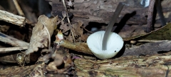 Mycena filopes