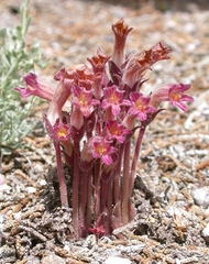 Aphyllon fasciculatum