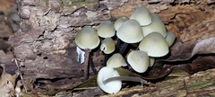 Mycena filopes