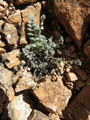 Myriopteris parryi
