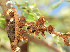 Asphondylia prosopidis