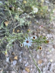 Symphyotrichum porteri