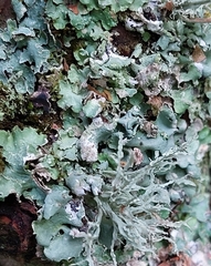 Punctelia jeckeri